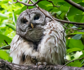 Barry the barred owl in Central Park. Photo: Via Twitter