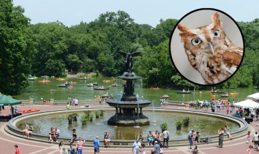 An owl (inset) was killed by a Parks worker. We are not going to pretend that the owl in the picture is the owl who was killed. Photo: NYC.gov