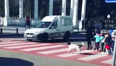 He's a dog. He's a crossing guard. He's a crossing guard dog!