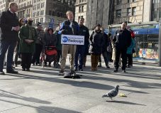 Nellie? Is that you? A pigeon observes the press conference announcing the release of the draft Brooklyn Bus redesign at Brooklyn Borough Hall. Photo: Dave Colon
