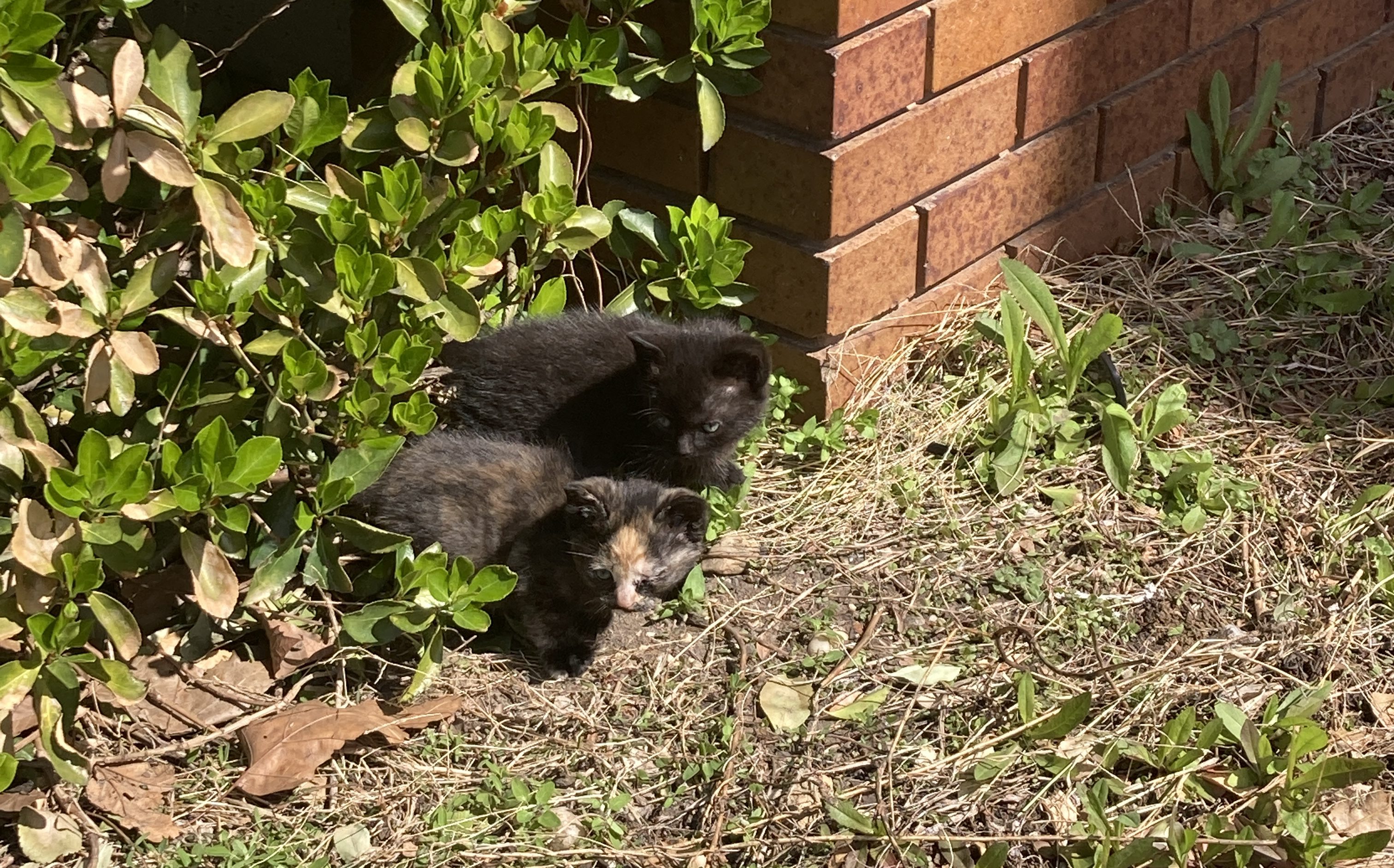 Adorable kittens outside the 43rd Precinct.